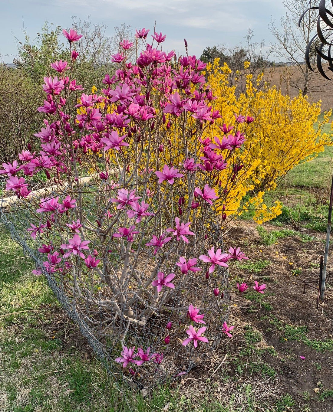 Magnolia Ann - Ladybird Nursery