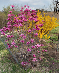 Magnolia Ann - Ladybird Nursery