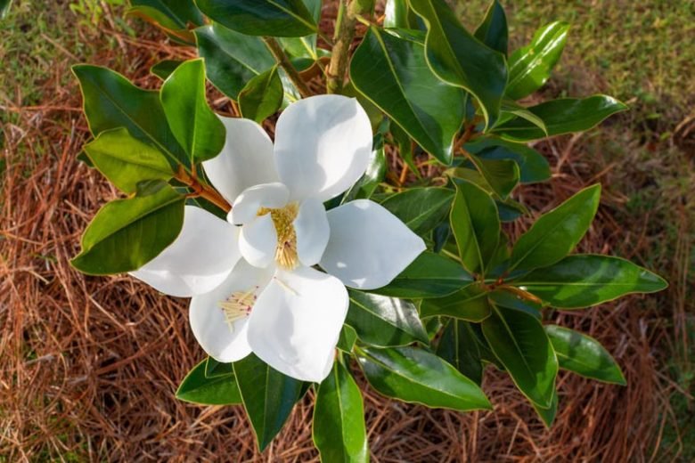 Magnolia Assorted (Magnolia grandiflora) - Ladybird Nursery