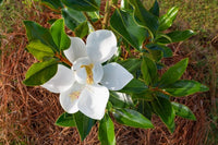Magnolia Assorted (Magnolia grandiflora)
