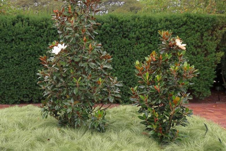 Magnolia Assorted (Magnolia grandiflora)