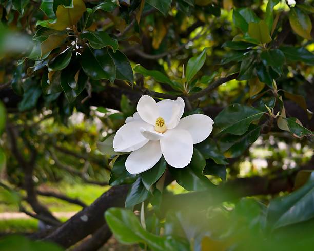 Magnolia Assorted (Magnolia grandiflora) - Ladybird Nursery