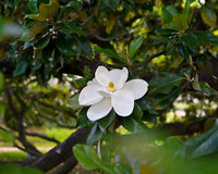 Magnolia Assorted (Magnolia grandiflora) - Ladybird Nursery