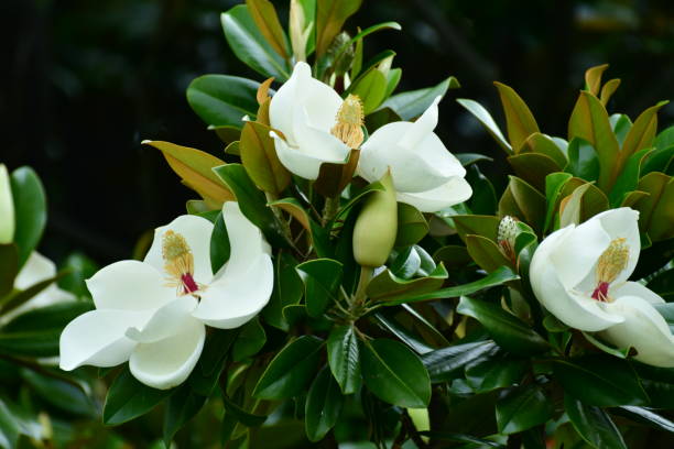 Magnolia Assorted (Magnolia grandiflora) - Ladybird Nursery