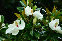 Magnolia Assorted (Magnolia grandiflora)