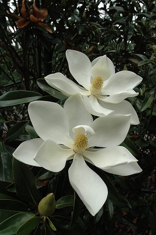 Magnolia Assorted (Magnolia grandiflora) - Ladybird Nursery