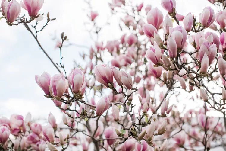 Magnolia Assorted (Magnolia spp.) - Ladybird Nursery
