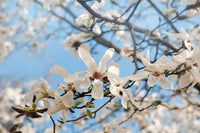 Magnolia Assorted (Magnolia spp.) - Ladybird Nursery