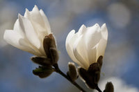 Magnolia Assorted (Magnolia spp.)
