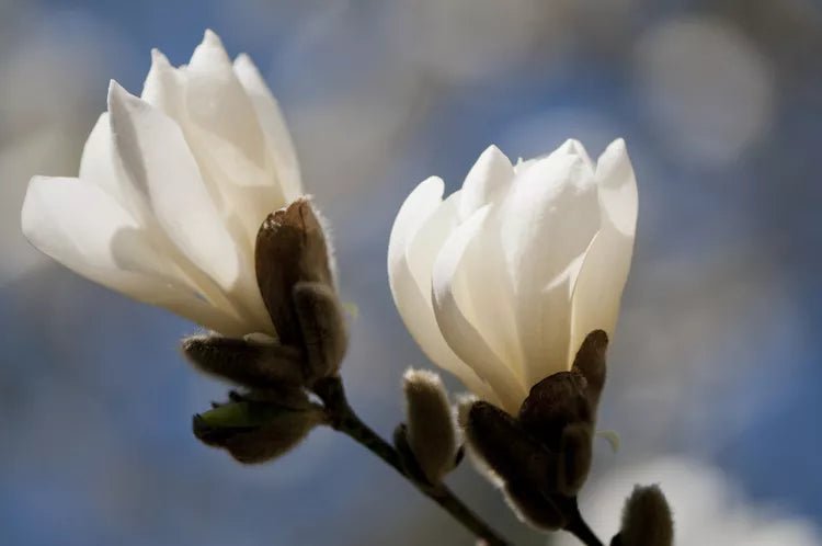 Magnolia Assorted (Magnolia spp.) - Ladybird Nursery
