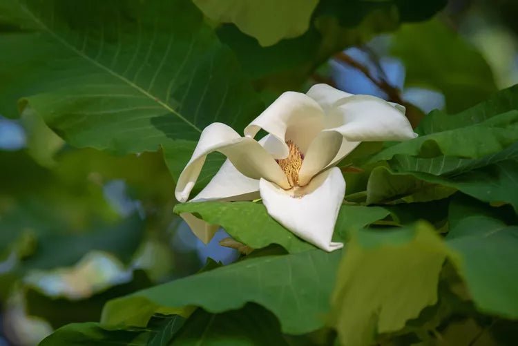 Magnolia Assorted (Magnolia spp.) - Ladybird Nursery
