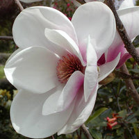 Magnolia 'Athene'