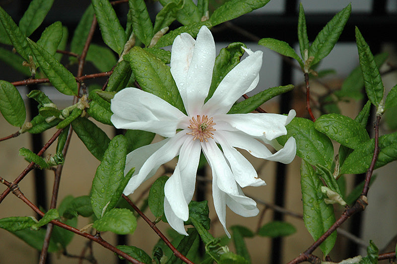 Magnolia Ballerina (Magnolia loebneri)