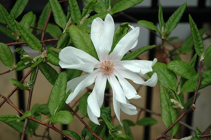 Magnolia Ballerina (Magnolia loebneri) - Ladybird Nursery