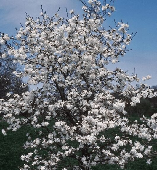 Magnolia Ballerina (Magnolia loebneri) - Ladybird Nursery