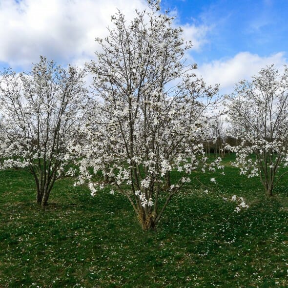 Magnolia Ballerina (Magnolia loebneri)