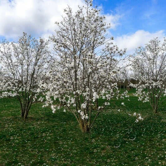 Magnolia Ballerina (Magnolia loebneri)