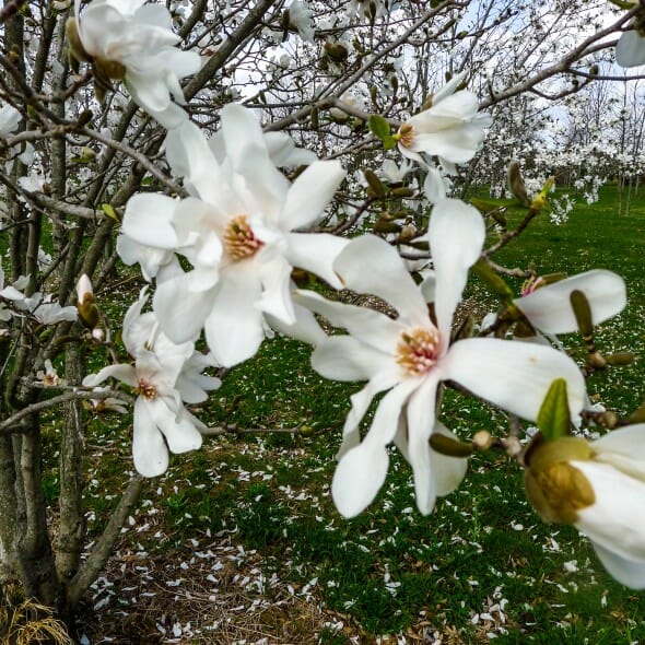 Magnolia Ballerina (Magnolia loebneri) - Ladybird Nursery