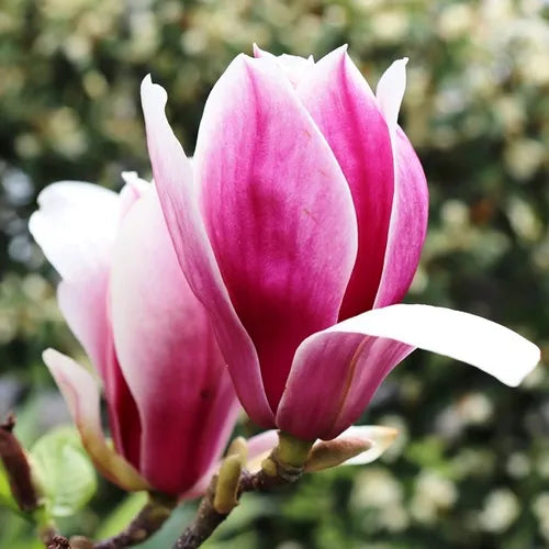 Magnolia Burgundy Glow (Magnolia soulangeana)