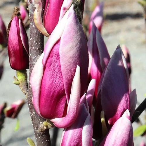 Magnolia Burgundy Glow (Magnolia soulangeana)