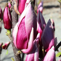 Magnolia Burgundy Glow (Magnolia soulangeana)