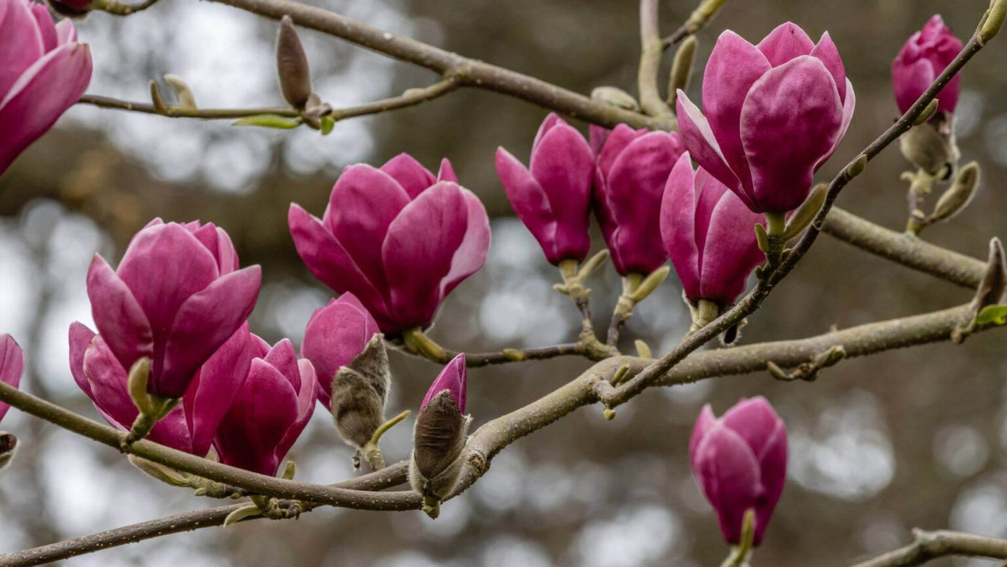 Magnolia Burgundy Glow (Magnolia soulangeana)