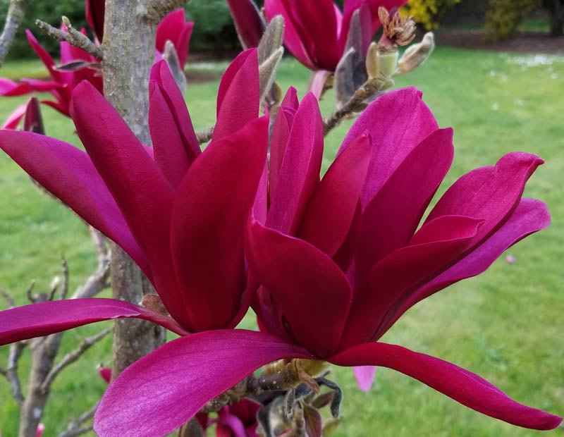 Magnolia Burgundy - Ladybird Nursery
