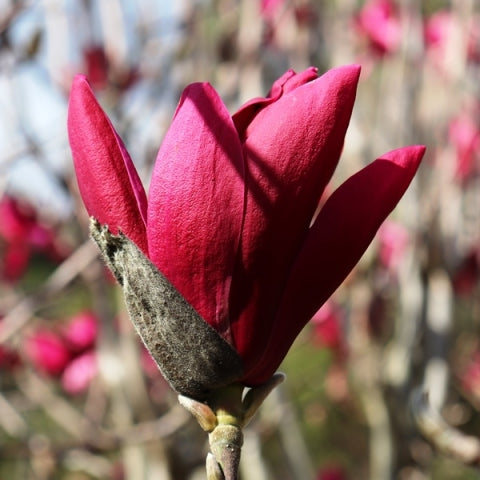 Magnolia Burgundy