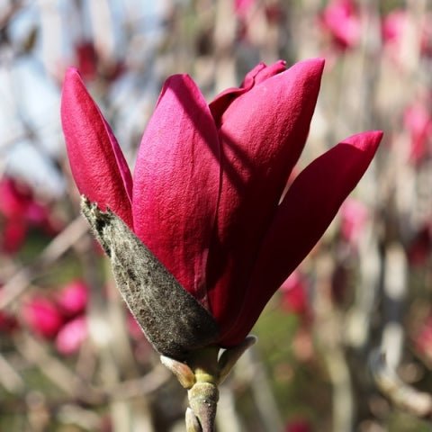 Magnolia Burgundy - Ladybird Nursery