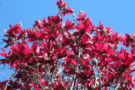 Magnolia Burgundy