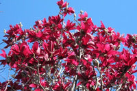 Magnolia Burgundy - Ladybird Nursery