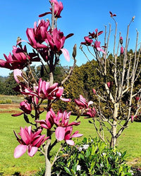 Magnolia Burgundy
