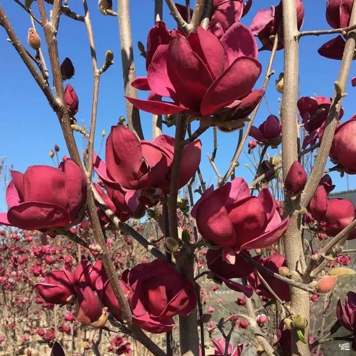 Magnolia Burgundy - Ladybird Nursery