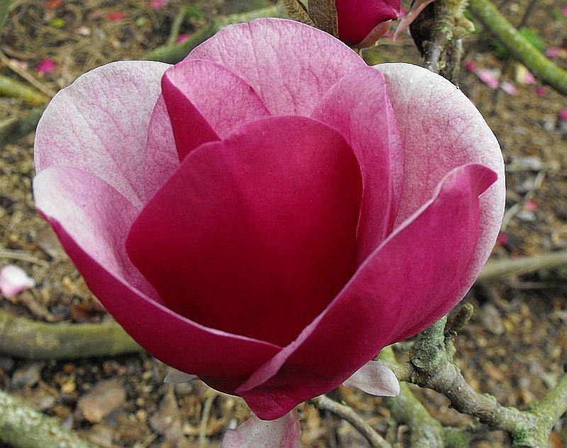 Magnolia Cameo Advanced Size (PICK UP ONLY)