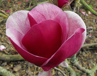 Magnolia Cameo Advanced Size (PICK UP ONLY) - Ladybird Nursery