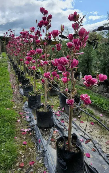 Magnolia Cameo Advanced Size (PICK UP ONLY)