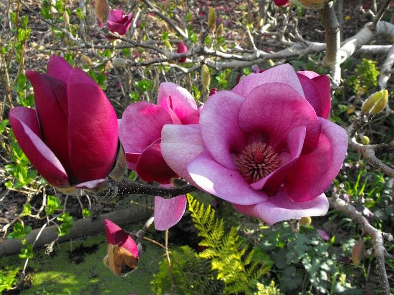 Magnolia Cameo Advanced Size (PICK UP ONLY) - Ladybird Nursery