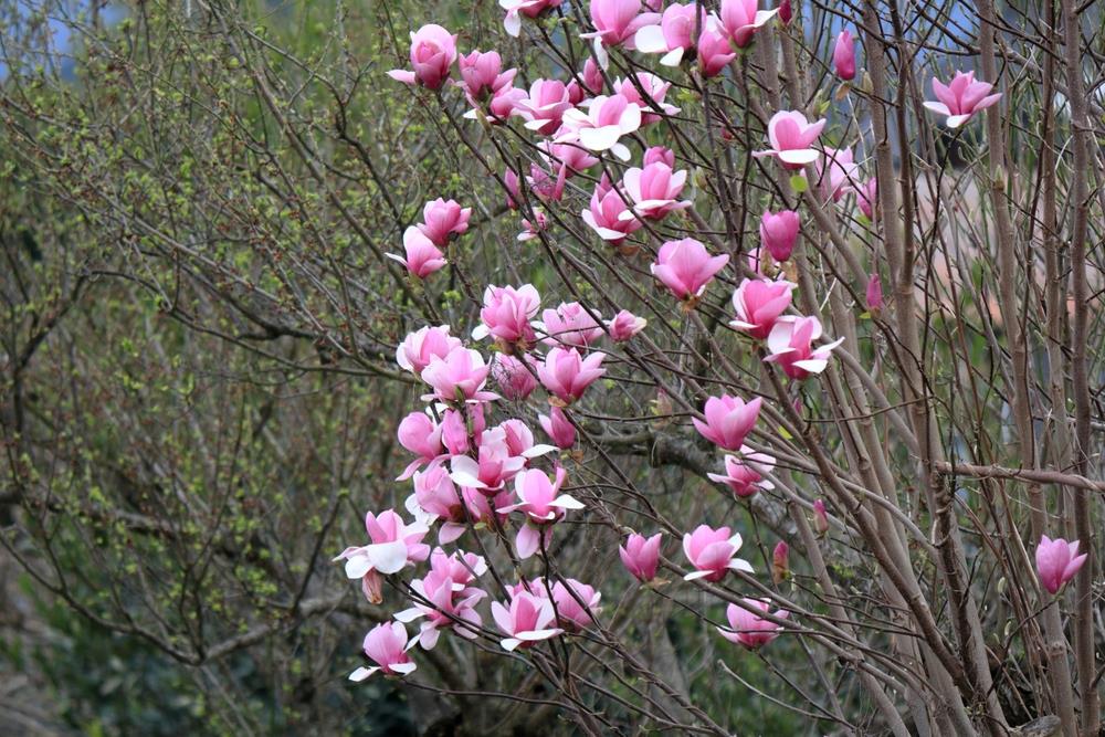 Magnolia Cameo Advanced Size (PICK UP ONLY) - Ladybird Nursery