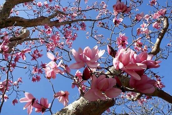 Magnolia Campbells (Magnolia campbellii) - Ladybird Nursery