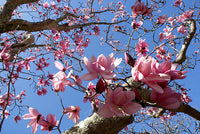 Magnolia Campbells (Magnolia campbellii)
