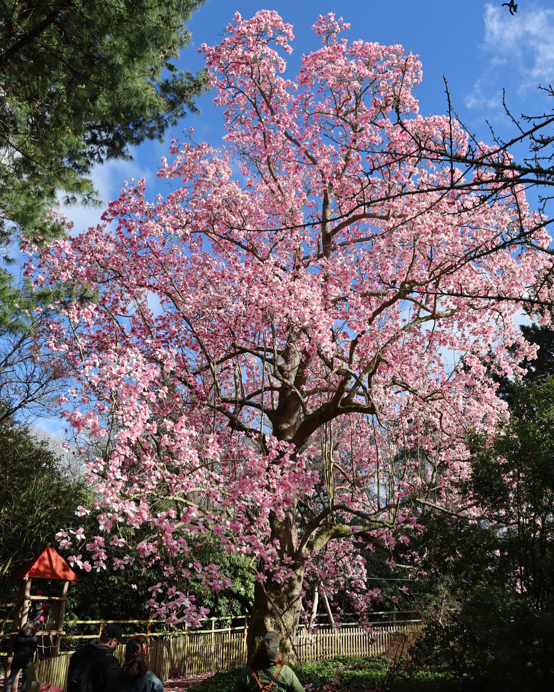 Magnolia Campbells (Magnolia campbellii)