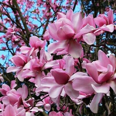 Magnolia Campbells (Magnolia campbellii) - Ladybird Nursery