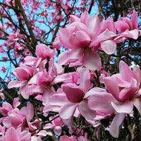 Magnolia Campbells (Magnolia campbellii) - Ladybird Nursery