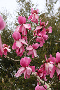 Magnolia Campbells (Magnolia campbellii)