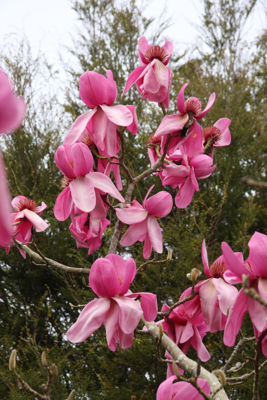 Magnolia Campbells (Magnolia campbellii) - Ladybird Nursery