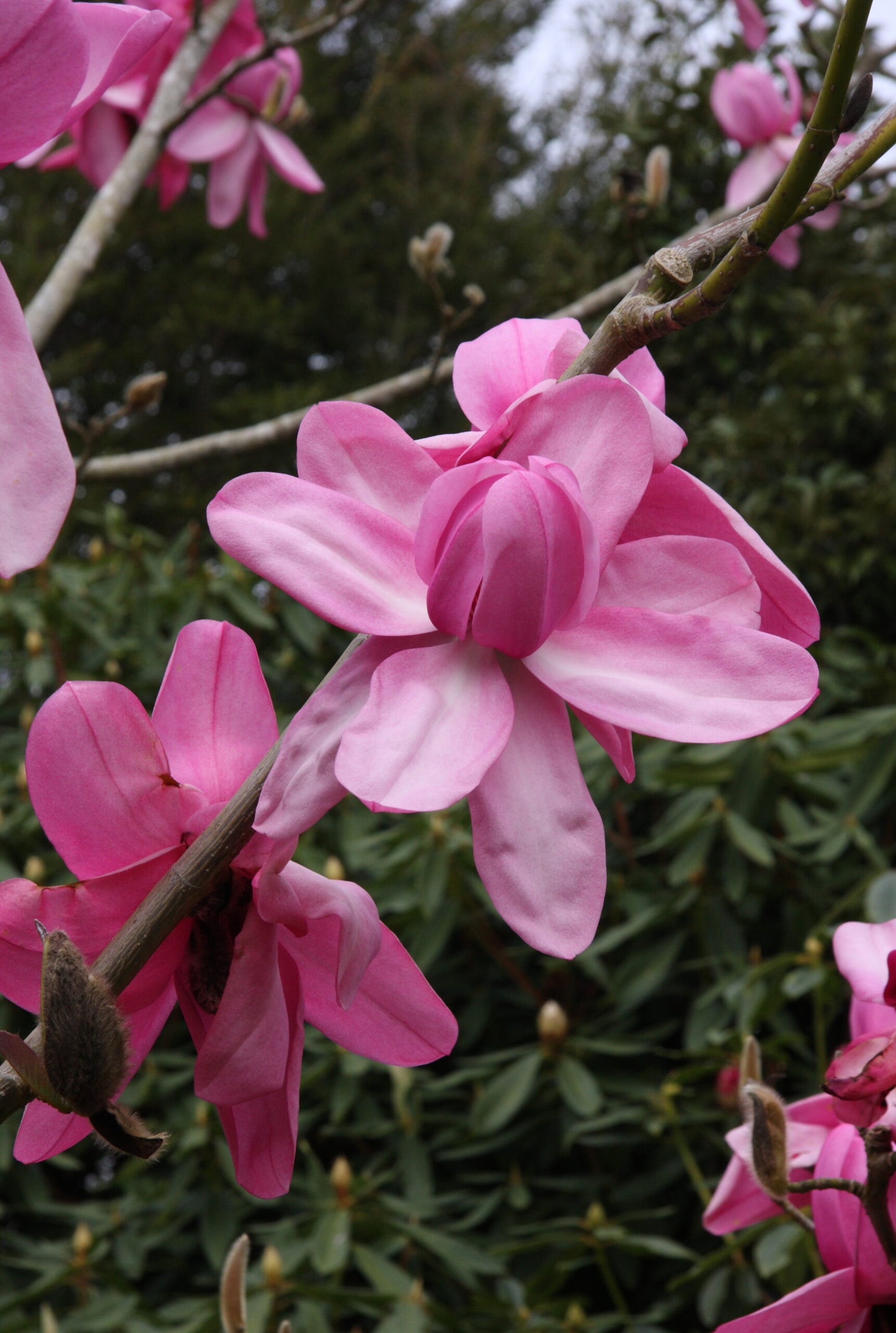 Magnolia Campbells (Magnolia campbellii)