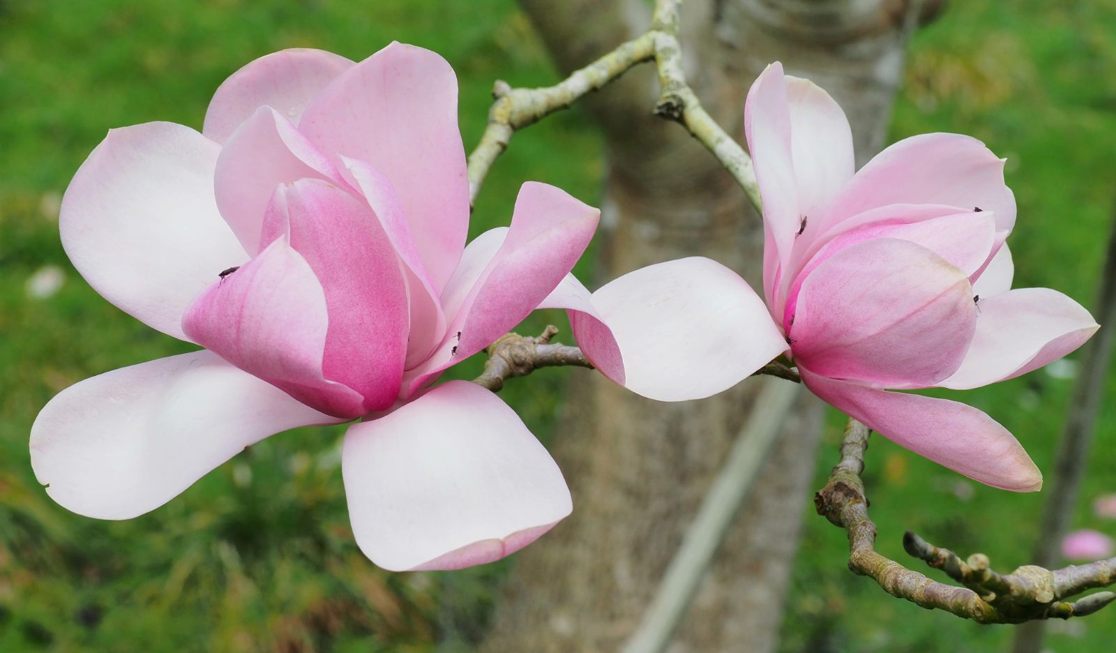 Magnolia Charles Raffelli (Magnolia campbelli)