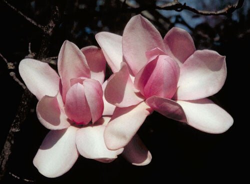 Magnolia Charles Raffelli (Magnolia campbelli) - Ladybird Nursery