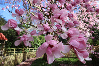 Magnolia Charles Raffelli (Magnolia campbelli)
