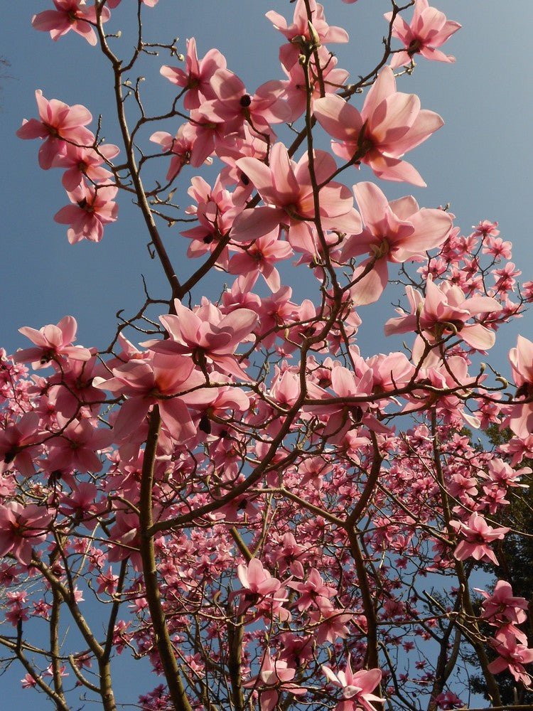 Magnolia Charles Raffelli (Magnolia campbelli) - Ladybird Nursery